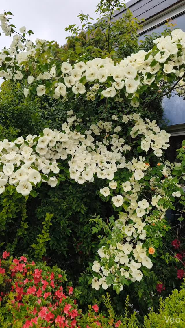 Weißer Hartriegel in voller Blüte vor Hauswand und grünem Laub.
