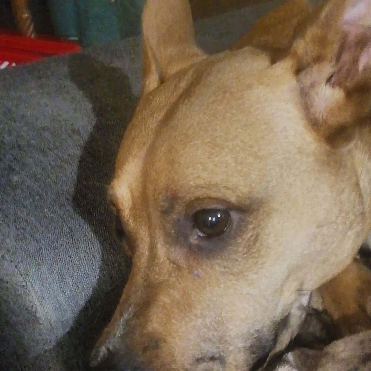 Nahaufnahme eines braunen Hundes mit aufmerksamem Blick.