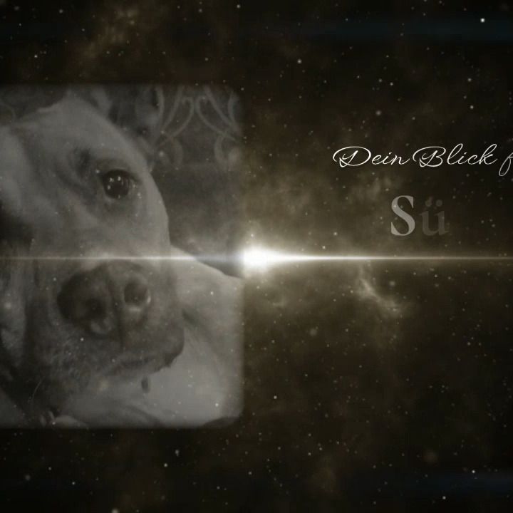 Hundeblick im Weltraum mit Sternen und Lichtstrahl.