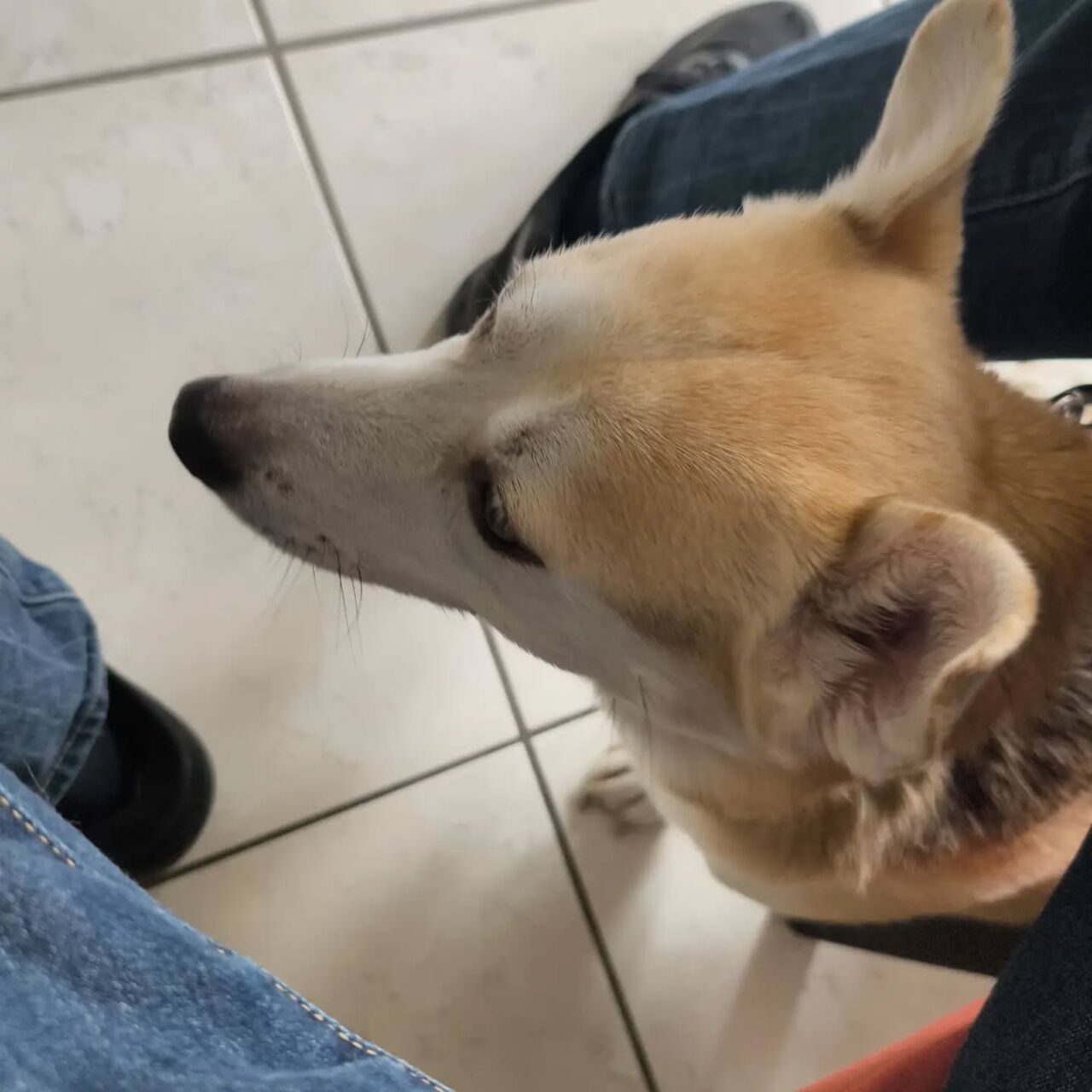 Kleiner Hund beim Tierarzt, entspannt und ruhig.