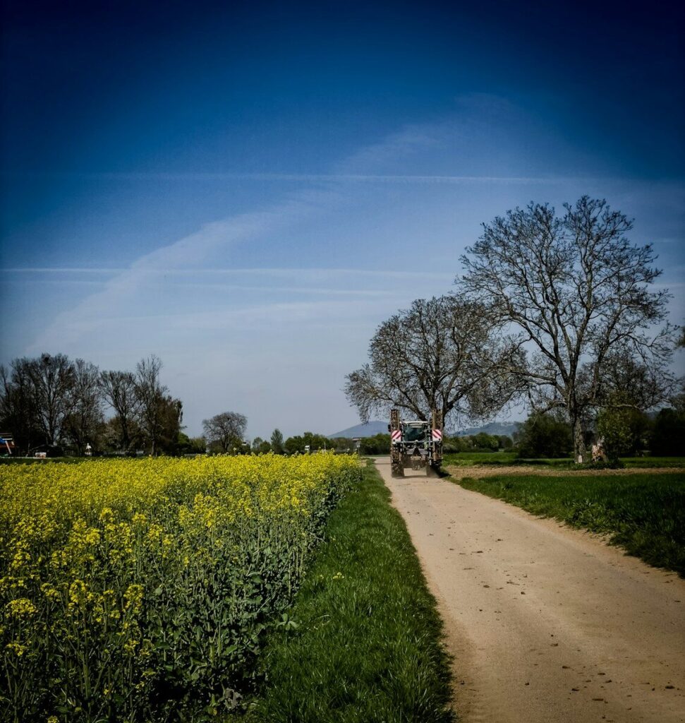 Tractor driving on a dirt road through a yellow field