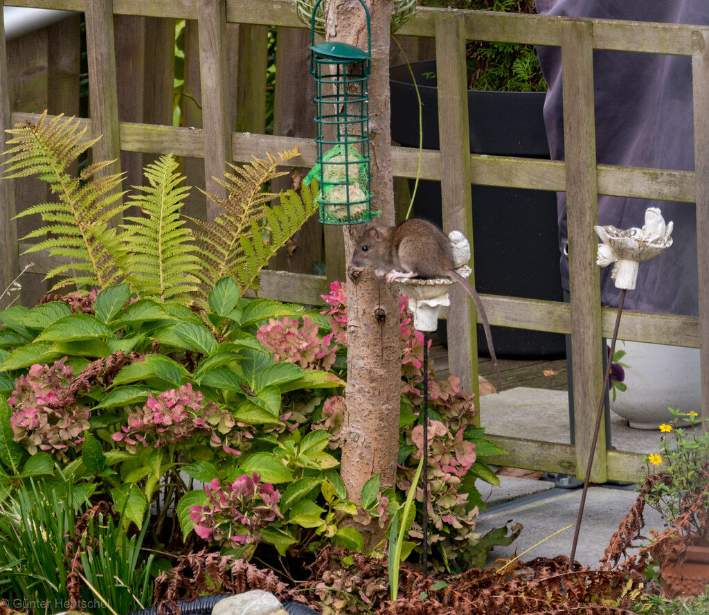 Kleine Maus auf Baumstamm im Garten mit Pflanzen und Vogelhaus.